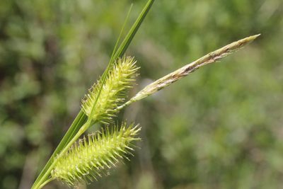 Carex hystericina, photographed by Quinten Wiegersma