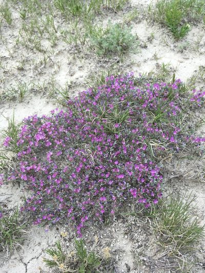 Astragalus sericoleucus, photographed by Cecelia Alexander