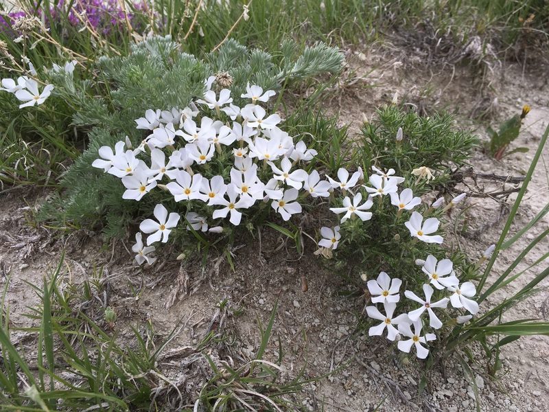 Phlox andicola, photographed by Cecelia Alexander