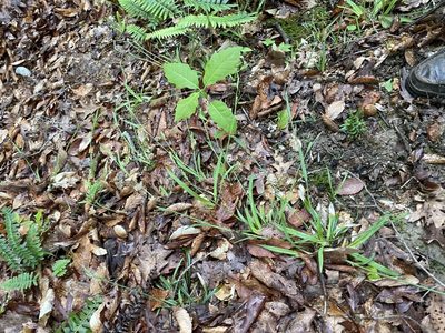 Carex leptonervia, photographed by Summit Metro Parks