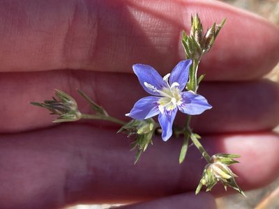 Eriastrum sapphirinum, photographed by Madeleine Claire