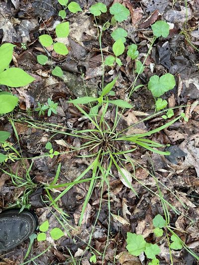 Carex gracilescens, photographed by Summit Metro Parks