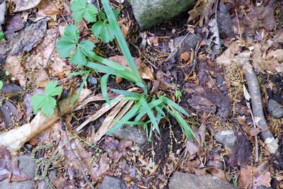 Carex laxiculmis, photographed by Bonnie Semmling
