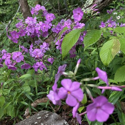 Phlox glaberrima, photographed by Christopher Zacharias