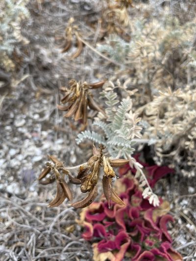 Astragalus nevinii, photographed by Sula Vanderplank