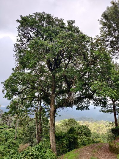 Holigarna nigra, photographed by T R Shankar Raman