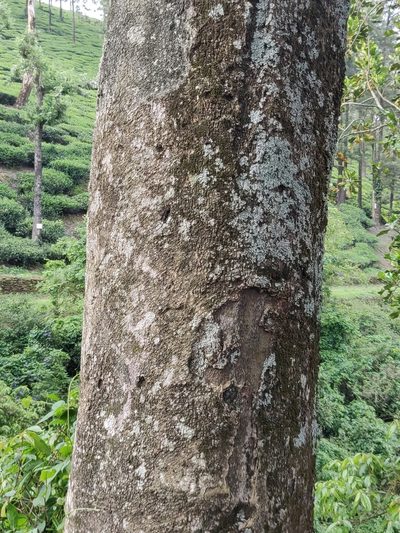 Holigarna nigra, photographed by T R Shankar Raman