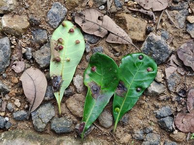 Holigarna nigra, photographed by T R Shankar Raman