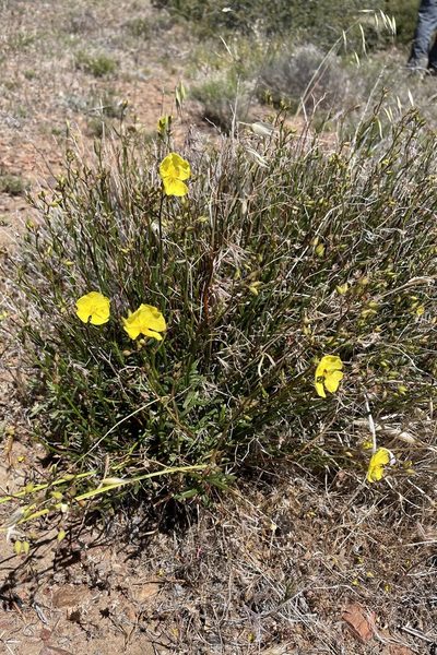 Crocanthemum aldersonii, photographed by Madeleine Claire