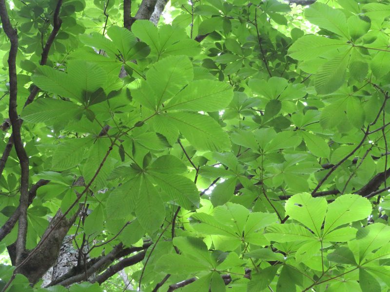 Aesculus turbinata, photographed by Marco Mussita
