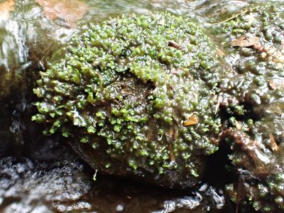 Scapania undulata, photographed by Roger Rittmaster