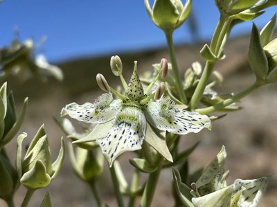 Frasera parryi, photographed by Madeleine Claire