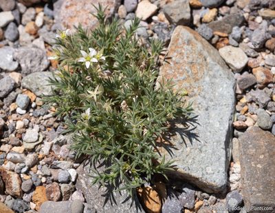 Sabulina nuttallii, photographed by Tim Messick