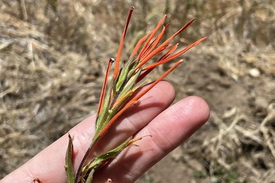 Castilleja minor, photographed by Madeleine Claire