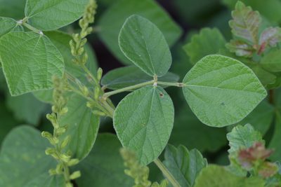 Rhynchosia latifolia, photographed by Blake Bringhurst