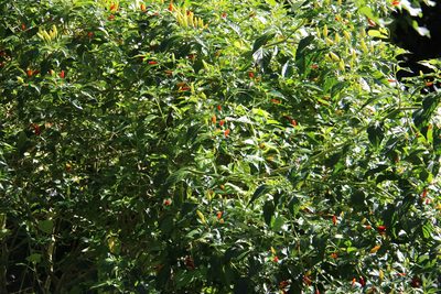 Capsicum frutescens, photographed by Geoff Shuetrim