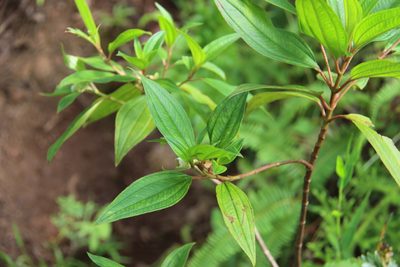 Melastoma denticulatum, photographed by Geoff Shuetrim