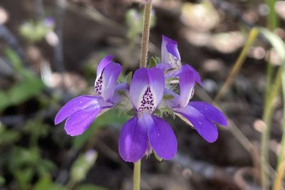 Collinsia concolor, photographed by Madeleine Claire