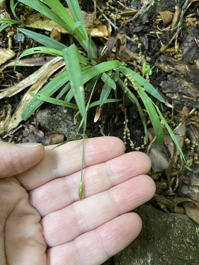 Carex laxiculmis, photographed by Bonnie Semmling