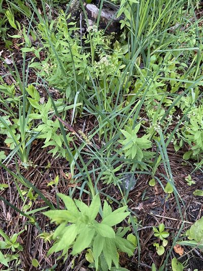 Carex polymorpha, photographed by Bonnie Semmling