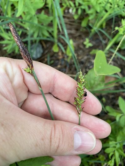 Carex polymorpha, photographed by Bonnie Semmling