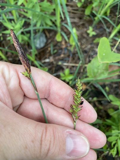 Carex polymorpha, photographed by Bonnie Semmling