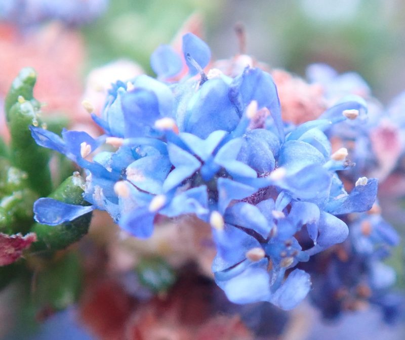 Ceanothus dentatus, photographed by Henrik Kibak