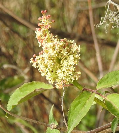 Sambucus williamsii, photographed by Анна Васильченко