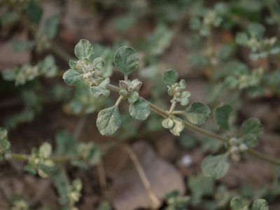 Glinus lotoides, photographed by Dinesh Valke