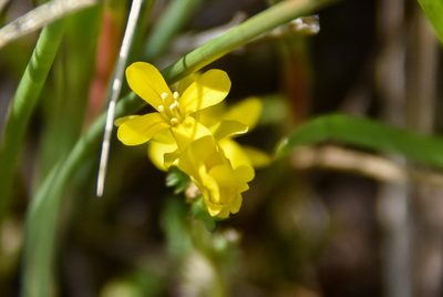 Selenia aurea, photographed by Jay Pruett