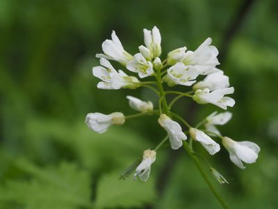 Cardamine leucantha, photographed by ITÔ, Hiroki