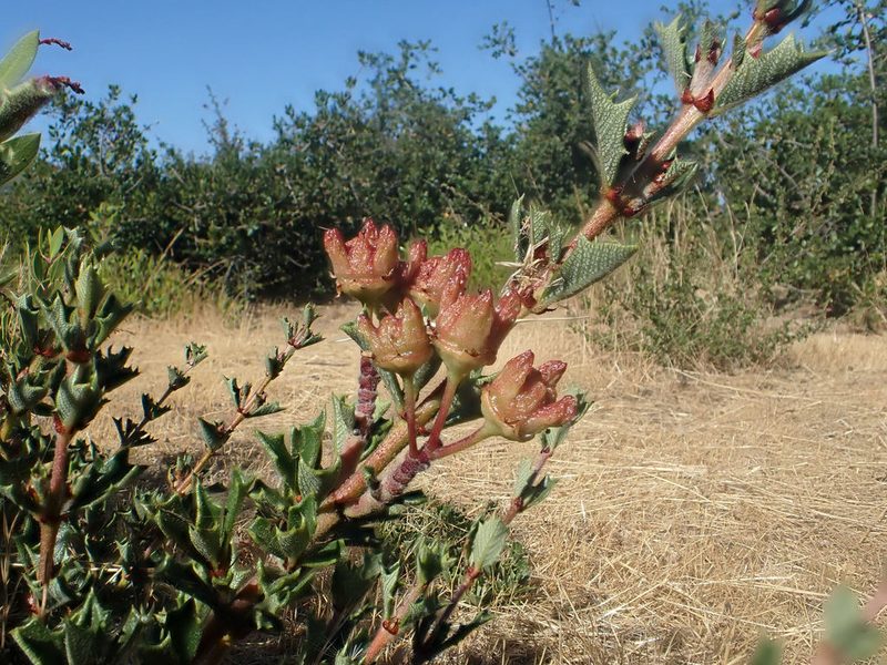 Ceanothus confusus, photographed by Scott Yarger