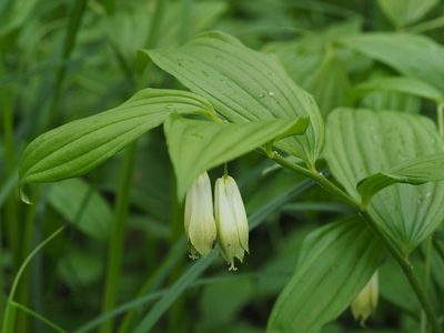 Disporum sessile, photographed by ITÔ, Hiroki