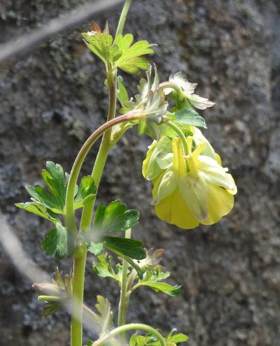 Aquilegia viridiflora, photographed by Анна Васильченко