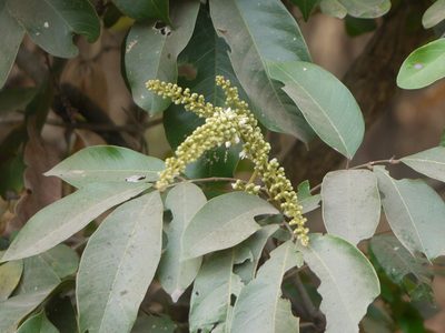 Lepisanthes tetraphylla, photographed by Dinesh Valke