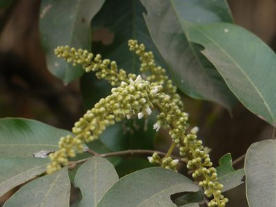 Lepisanthes tetraphylla, photographed by Dinesh Valke