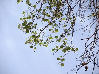 Bauhinia racemosa, photographed by Dinesh Valke