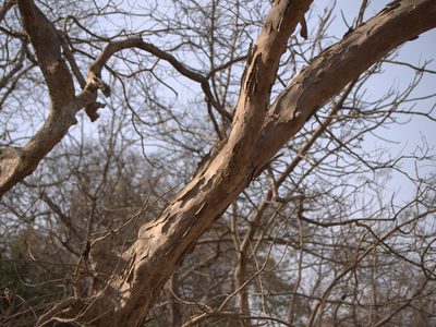 Lagerstroemia microcarpa, photographed by Dinesh Valke