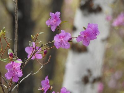 Rhododendron dauricum, photographed by Анна Васильченко