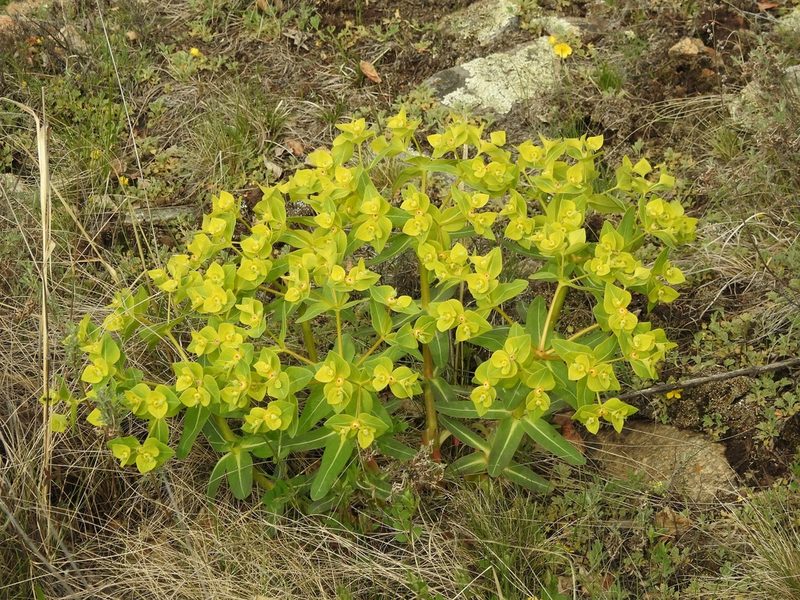 Euphorbia fischeriana, photographed by Анна Васильченко
