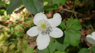 Anemonastrum deltoideum, photographed by Gavin Slater