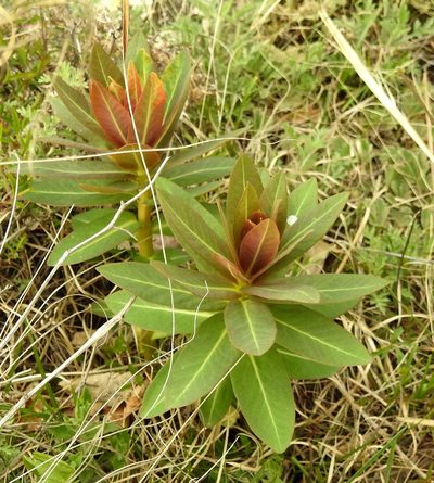 Euphorbia fischeriana, photographed by Анна Васильченко