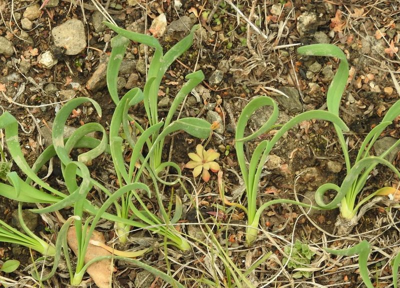 Allium senescens, photographed by Анна Васильченко