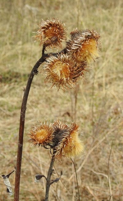 Synurus deltoides, photographed by Анна Васильченко