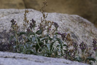 Penstemon clevelandii, photographed by Craig Martin