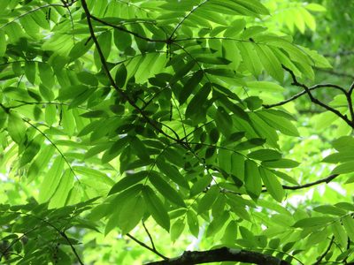 Pterocarya rhoifolia, photographed by Marco Mussita