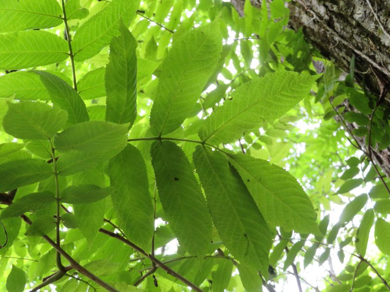 Fraxinus platypoda, photographed by Marco Mussita