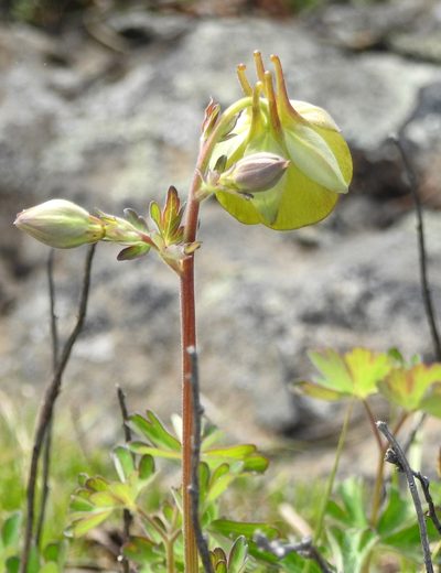 Aquilegia viridiflora, photographed by Анна Васильченко