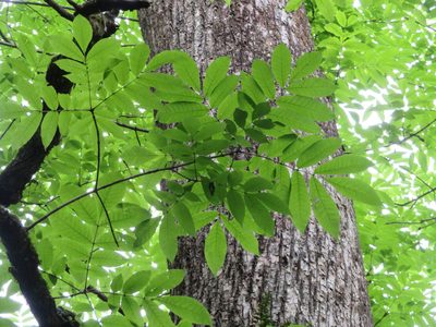 Fraxinus platypoda, photographed by Marco Mussita