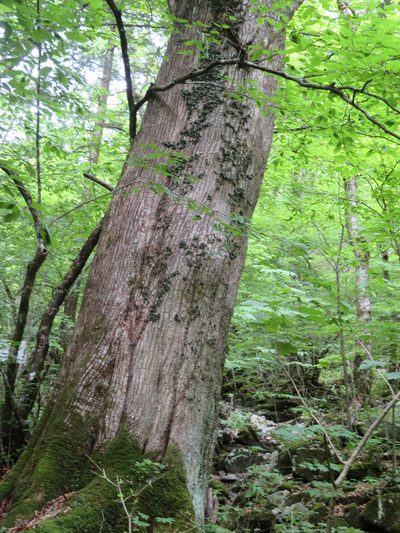 Fraxinus platypoda, photographed by Marco Mussita